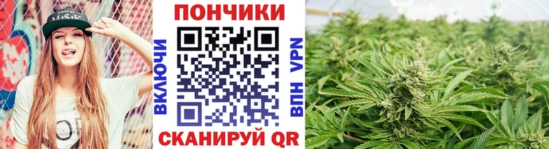 Шишки марихуана ГИДРОПОН  Купить закладки  Циолковский 